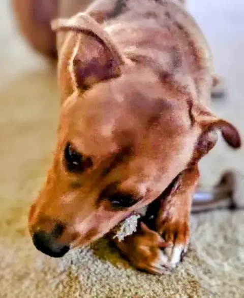 Young Cooper photo 4