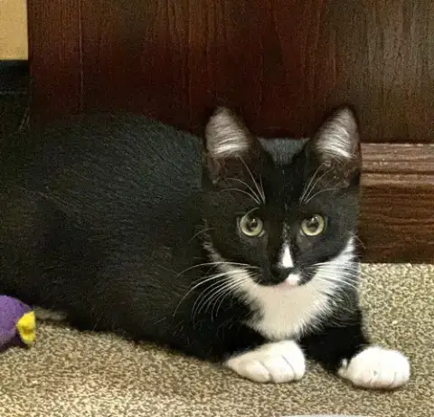 Penguin photo 2