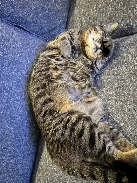Tooncy Kitty