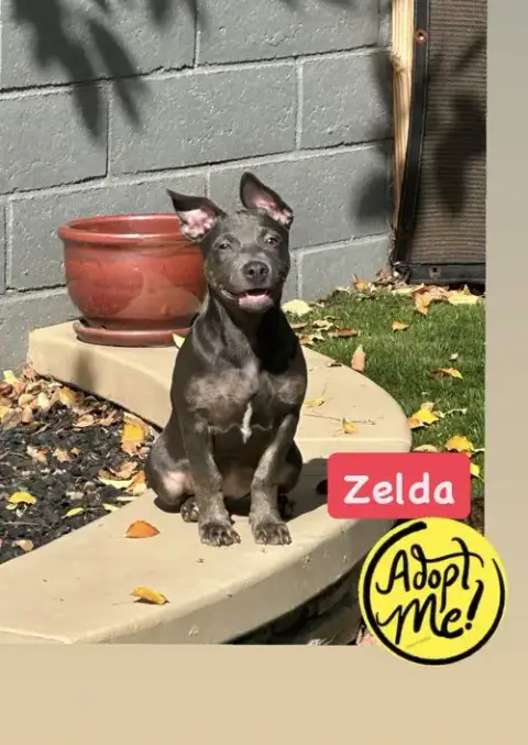 Zelda