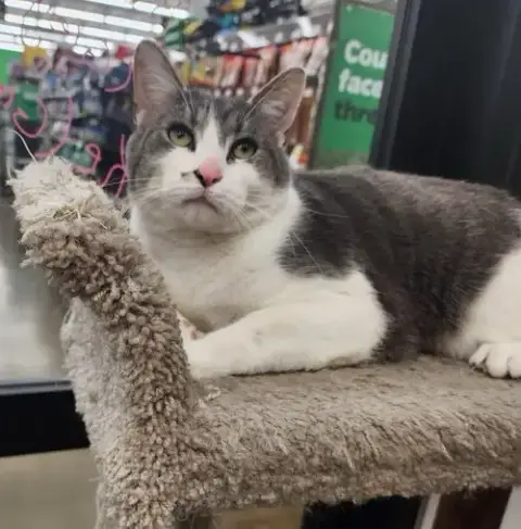 Bo