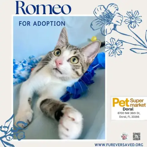 Romeo photo 3