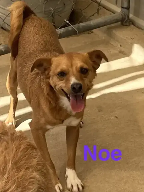 Noe