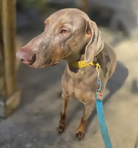 Marley Mae