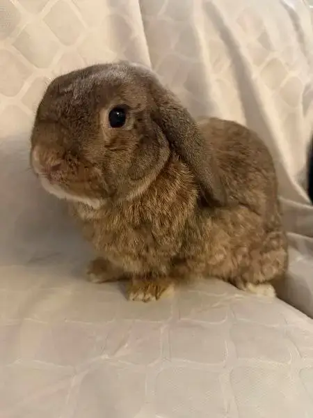 Arlo