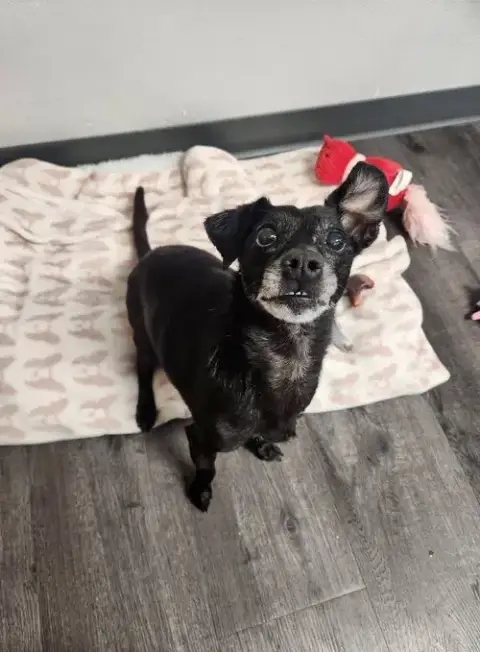 Bo