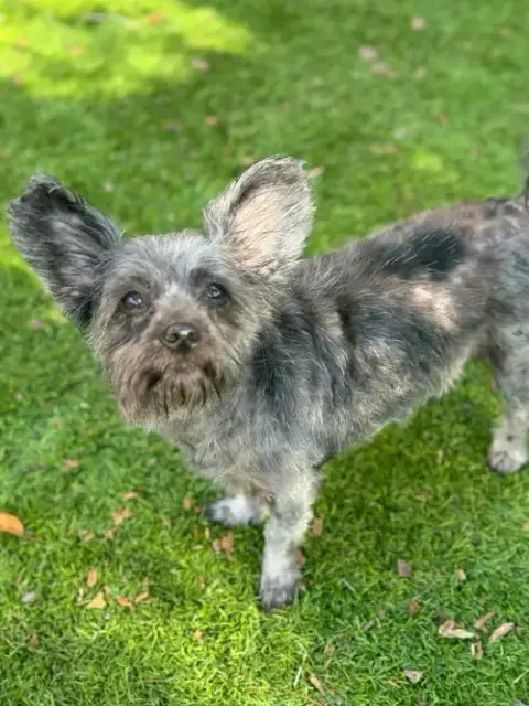 Skippy