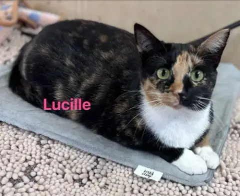 Lucille: Not At Shelter photo 3