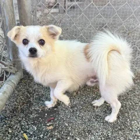 Nacho