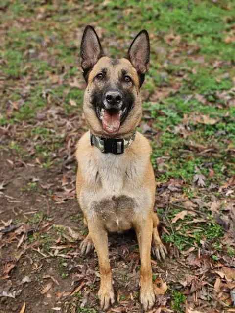 Koda