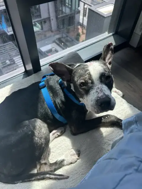 Jumpy Foster Home Needed photo 3