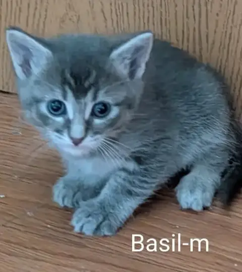 Basil