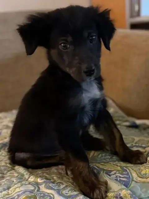 Little John photo 3