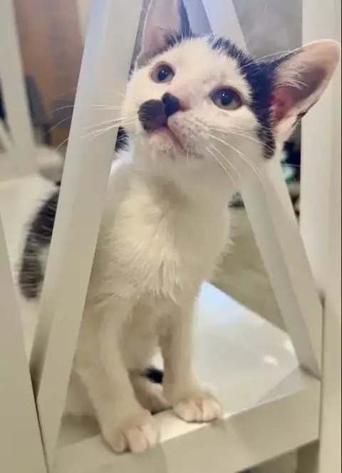 Andi *