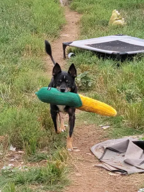 Roscoe