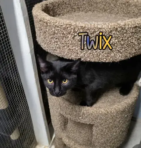 Twix photo 4
