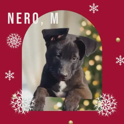 Nero photo 4