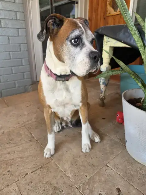 Gertie