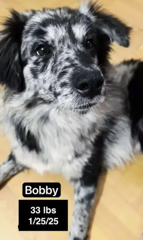Bobby photo 3