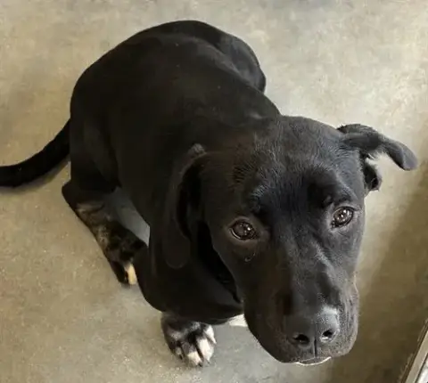 Rico