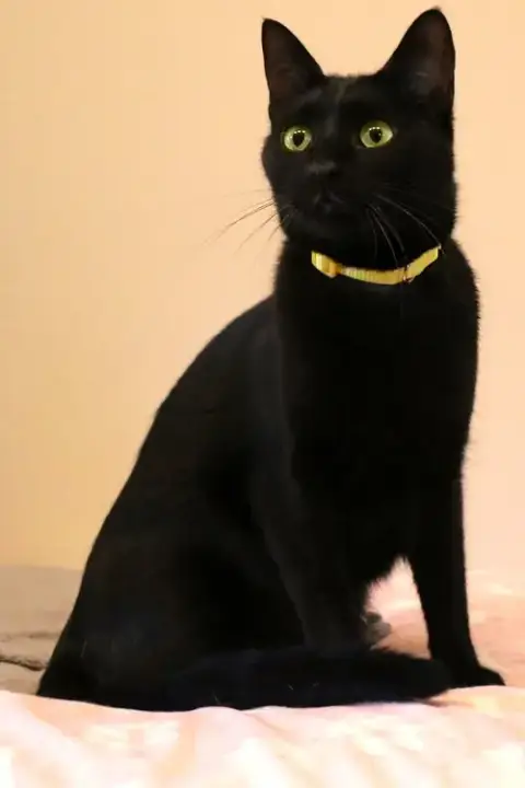 Sasha photo 4