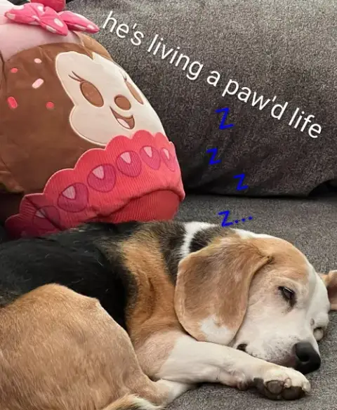 Solo-Adopted 2/15/26 W/Gunny! photo 5
