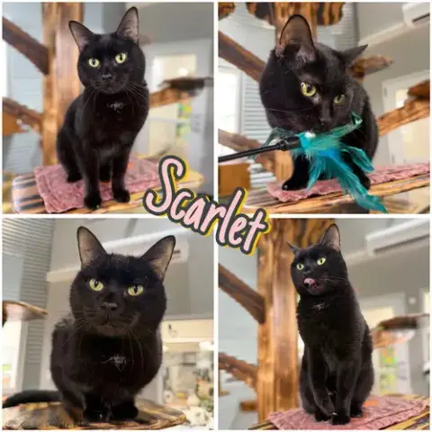 Scarlet