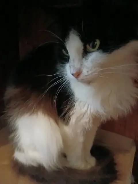 Senior Cats photo 3