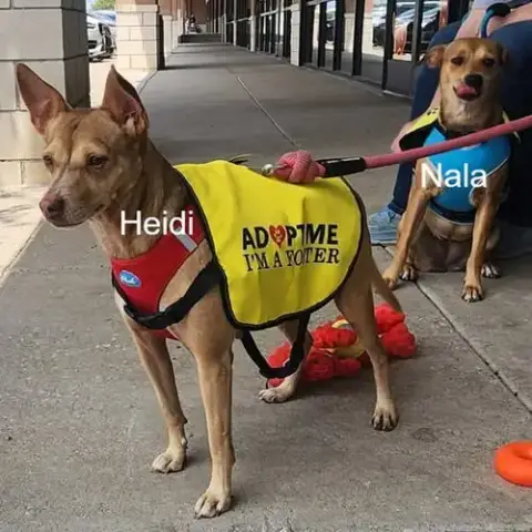 Heidi photo 4