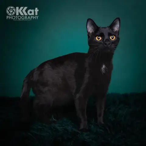 Merlin