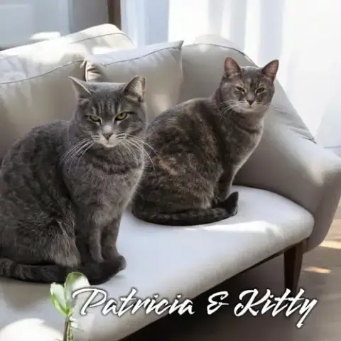 Kitty photo 2