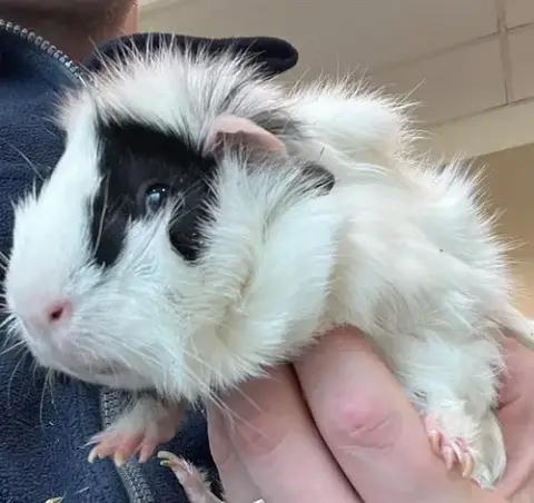 Truffle