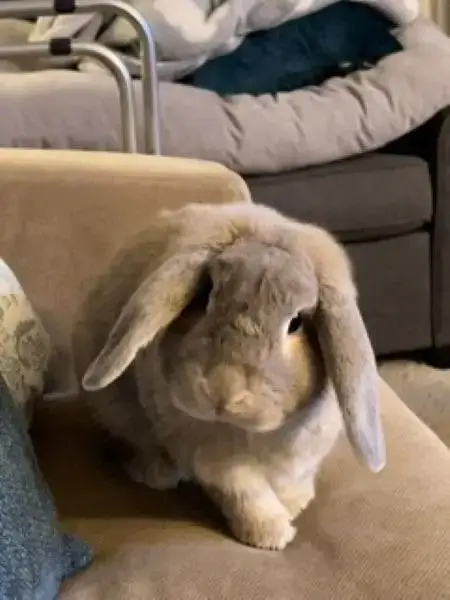 Tofu photo 2