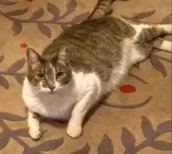Mousie