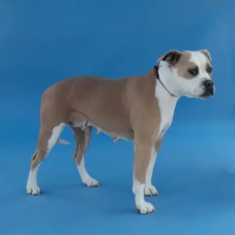 Dakota