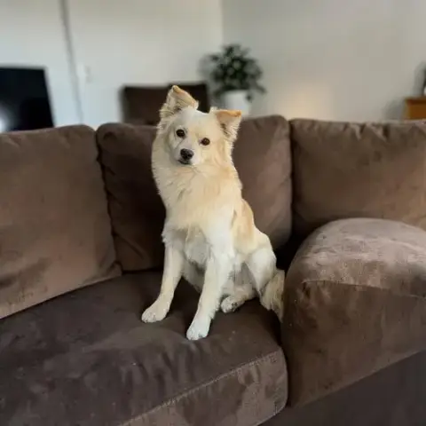 Toby