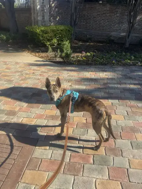 Saint- Diamond Dog photo 3