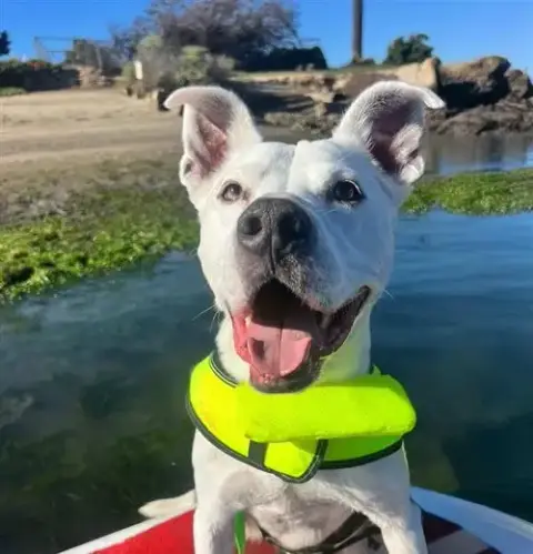 Howie