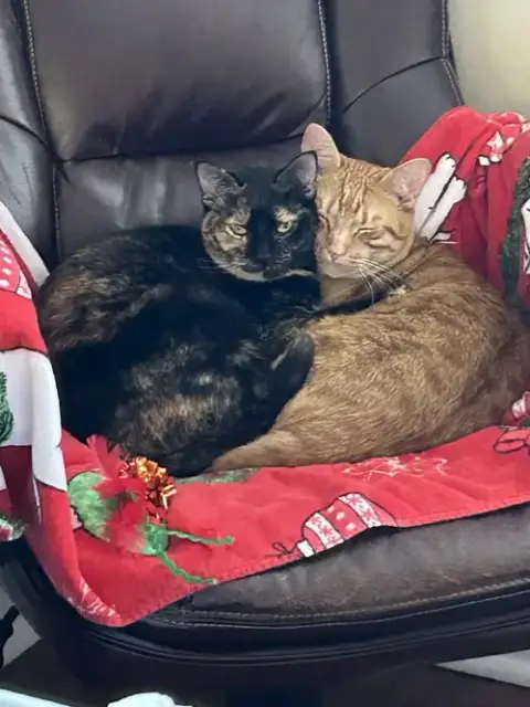 Courtesy Post: Ahsoka & Fawkes