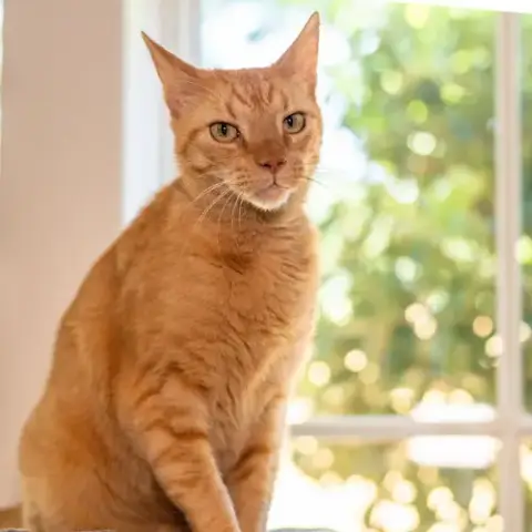 Rusty