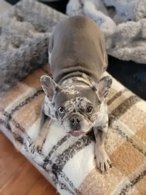 Greta