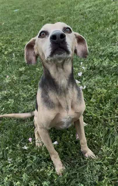 Cooper