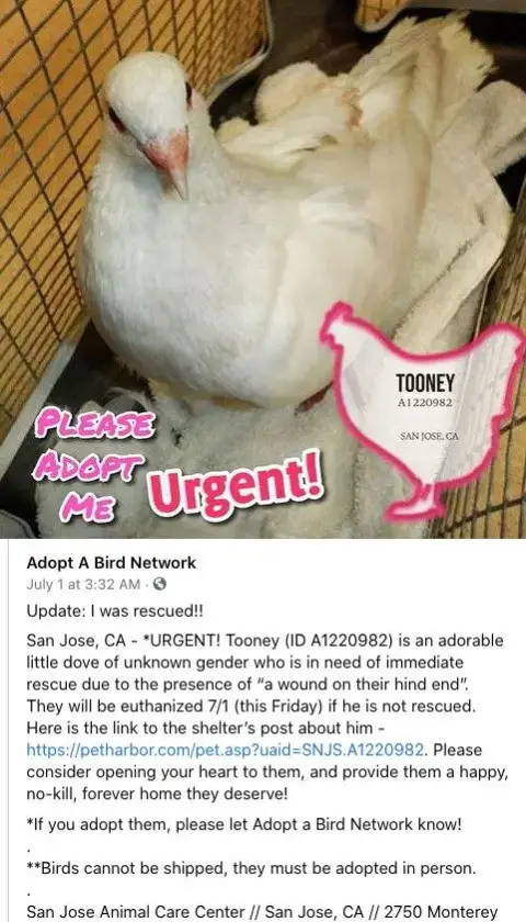 Tooney W/ Razzle photo 3