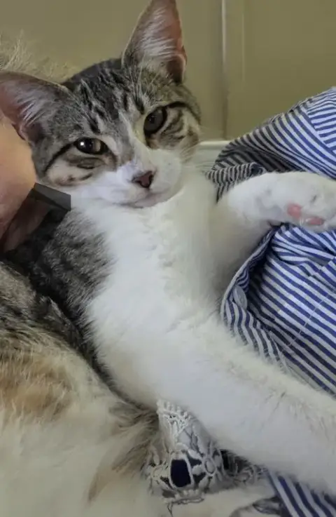 Rosie