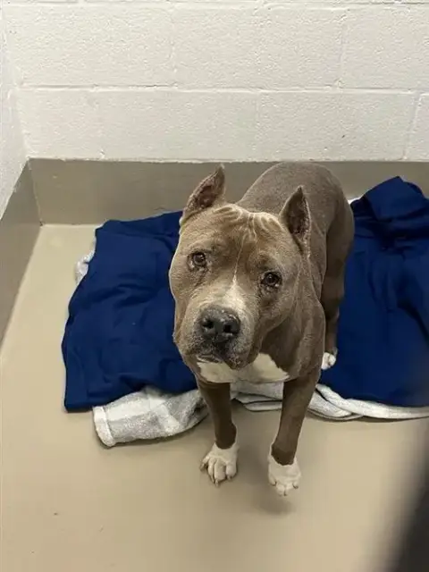 Deebo