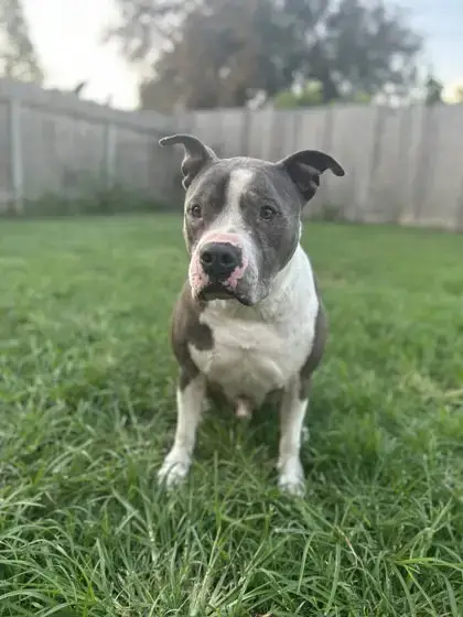 Hank photo 2