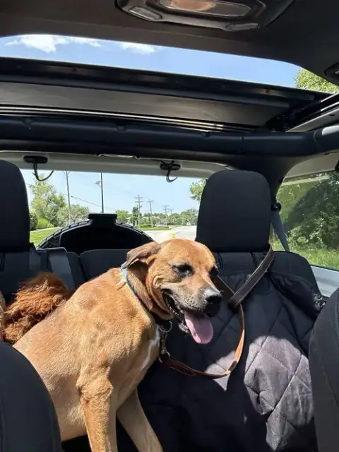 Roscoe- Courtesy Post photo 2