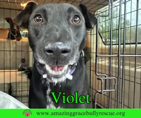 Violet photo 3