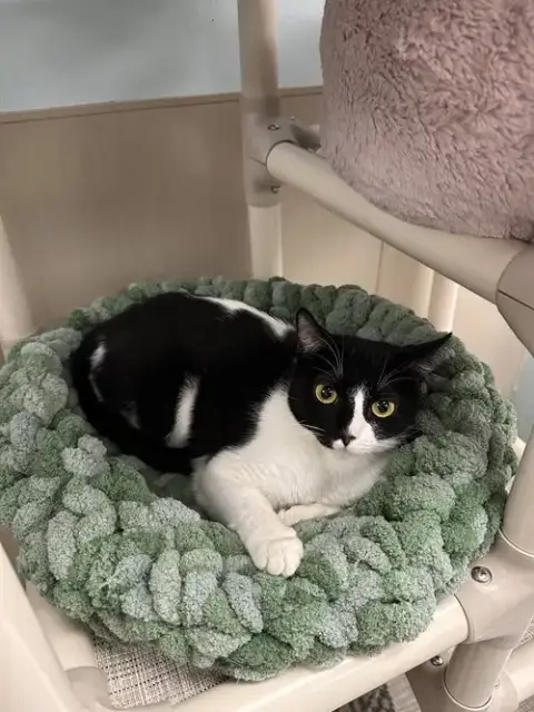 Oreo