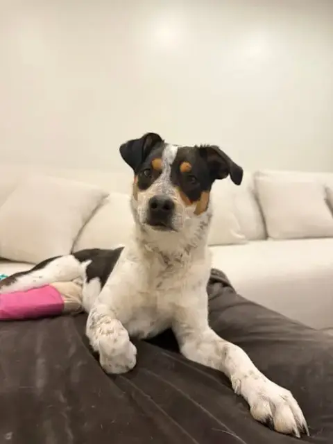 Oscar